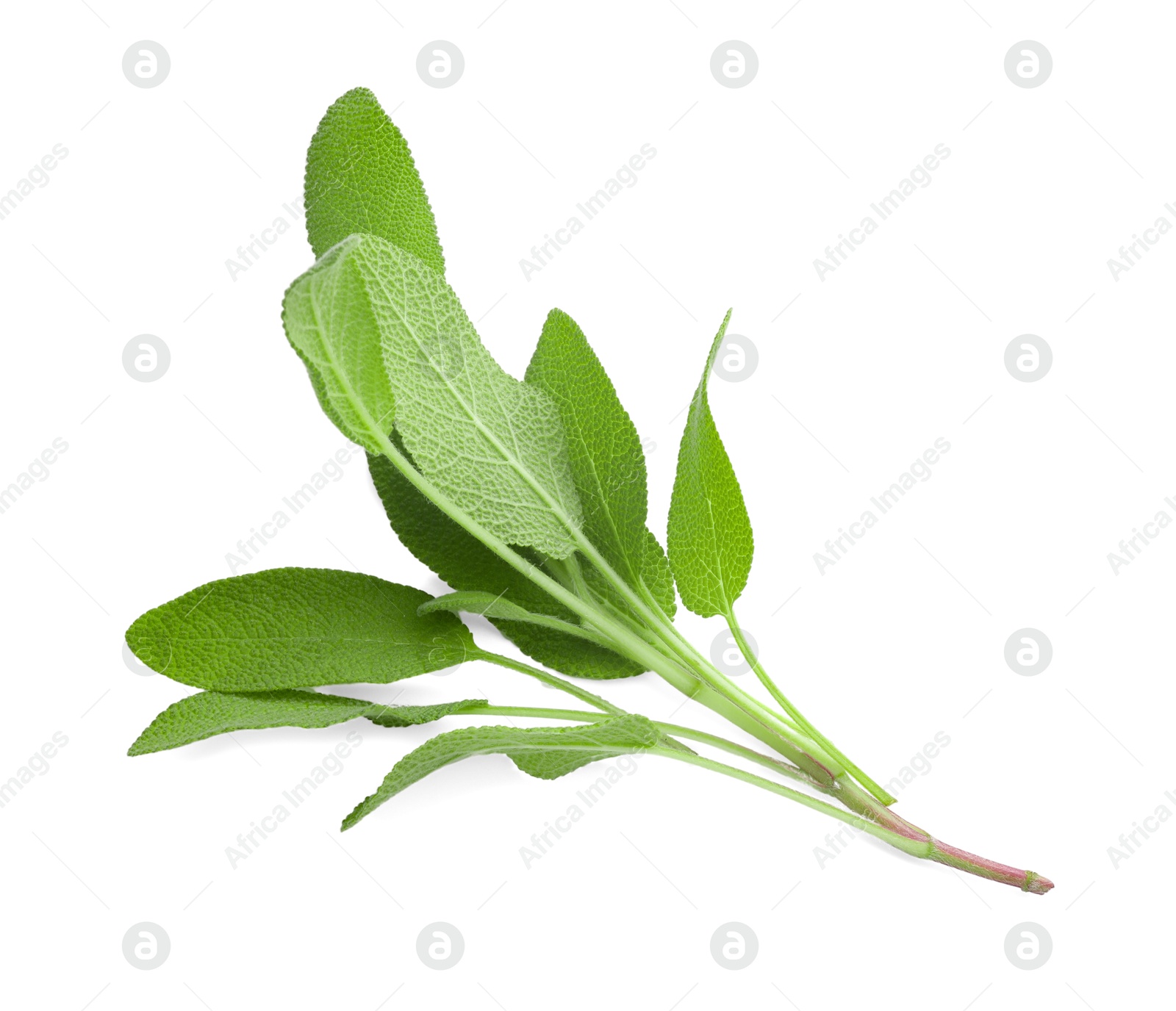 Photo of Branch of sage plant with green leaves isolated on white, top view