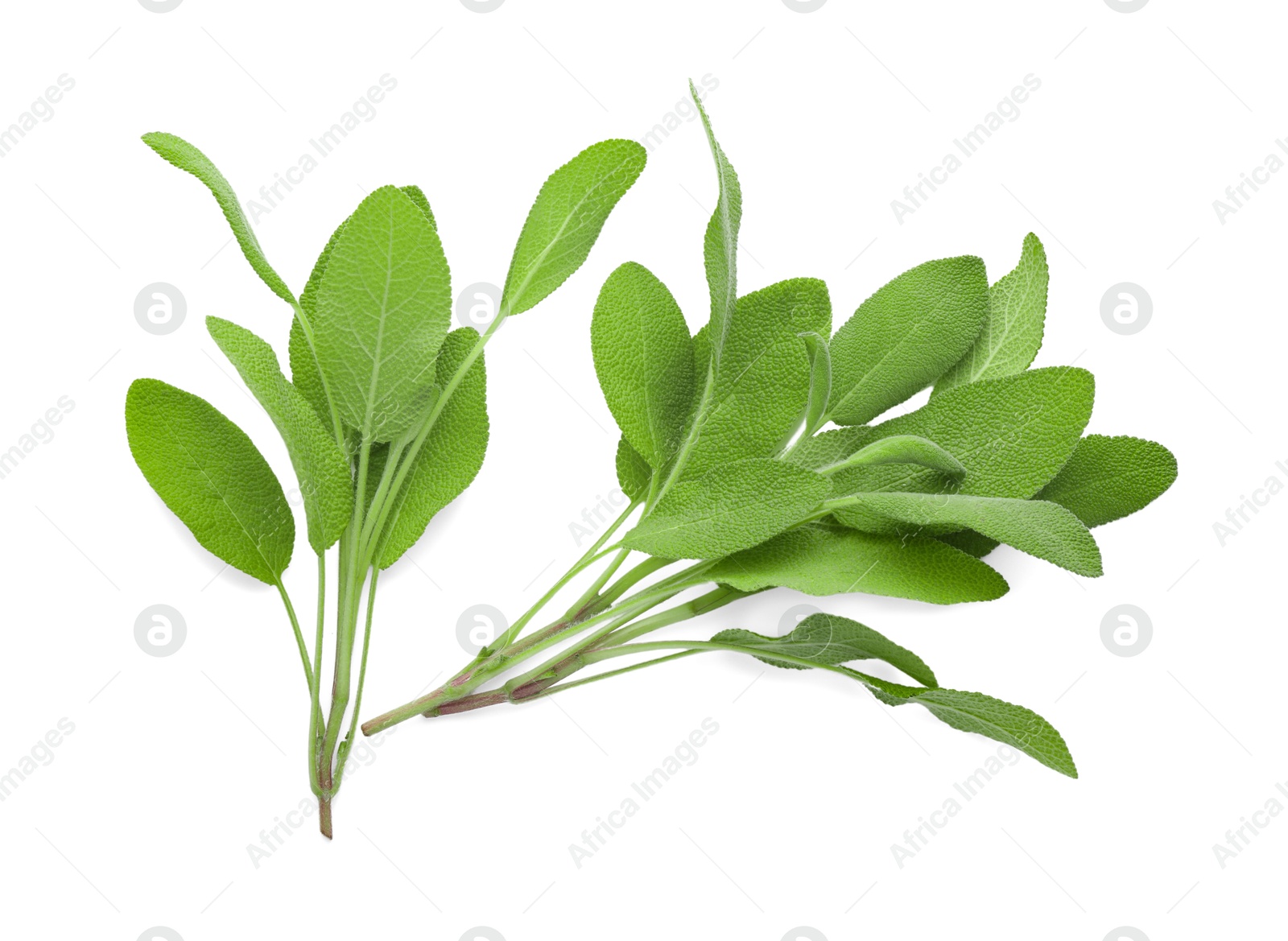 Photo of Branches with green sage leaves isolated on white, top view