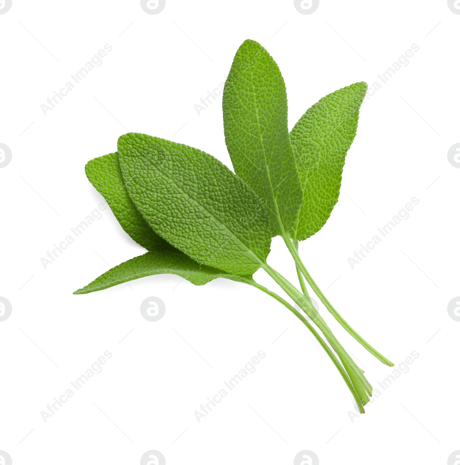 Photo of Fresh green sage leaves isolated on white, top view