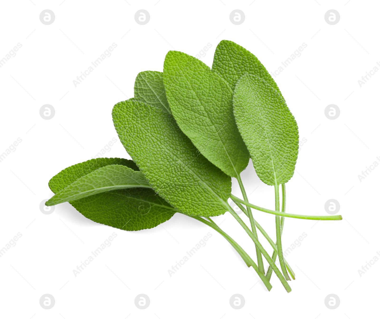 Photo of Fresh green sage leaves isolated on white, top view