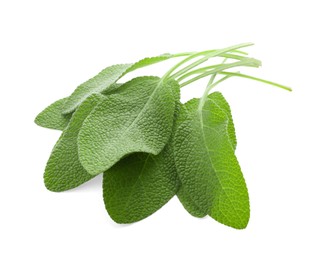 Photo of Branches of sage plant with green leaves isolated on white