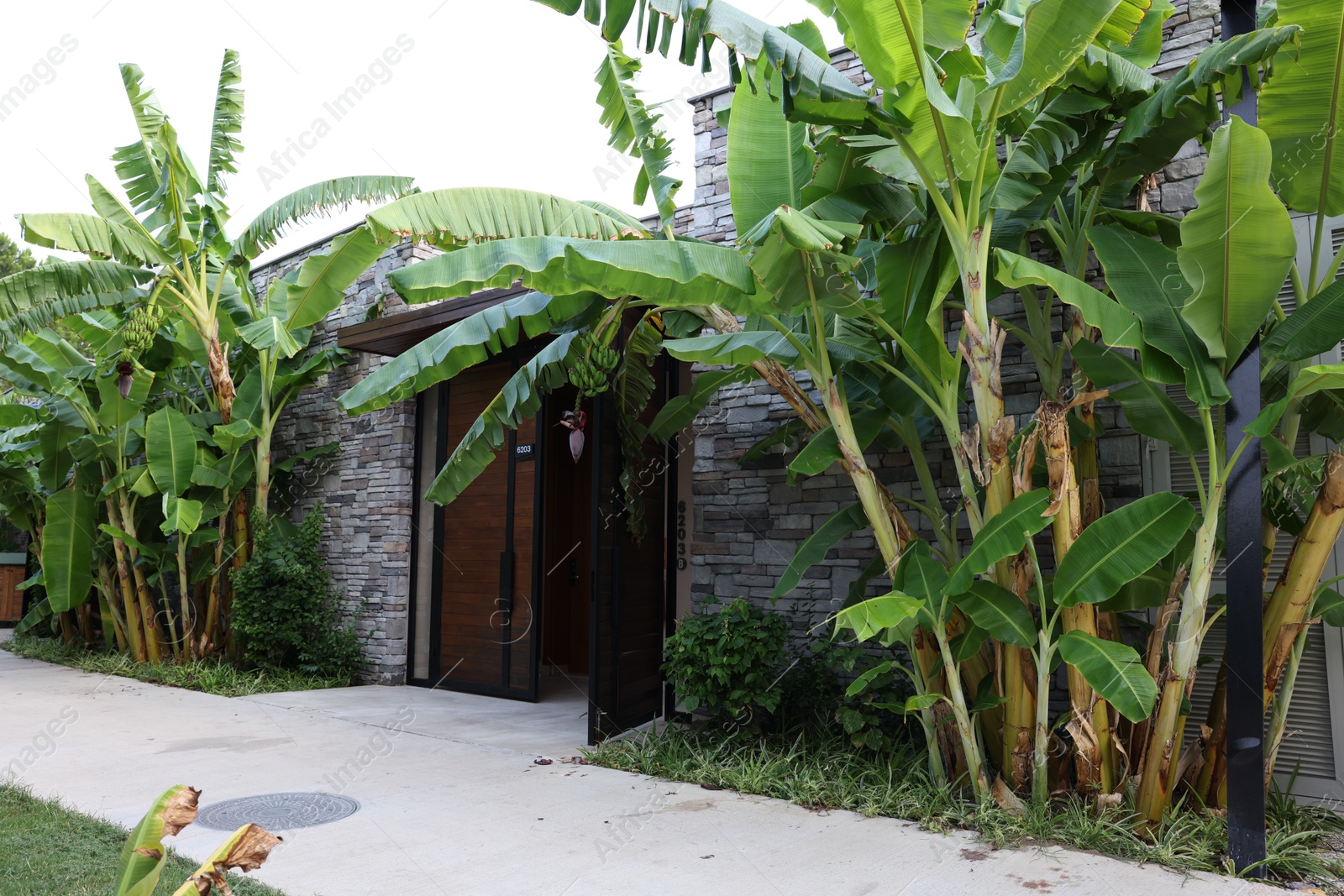 Photo of Tropical trees with green leaves and ripening bananas outdoors