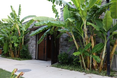 Photo of Tropical trees with green leaves and ripening bananas outdoors