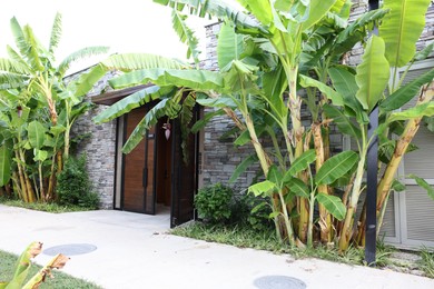 Tropical trees with green leaves and ripening bananas outdoors