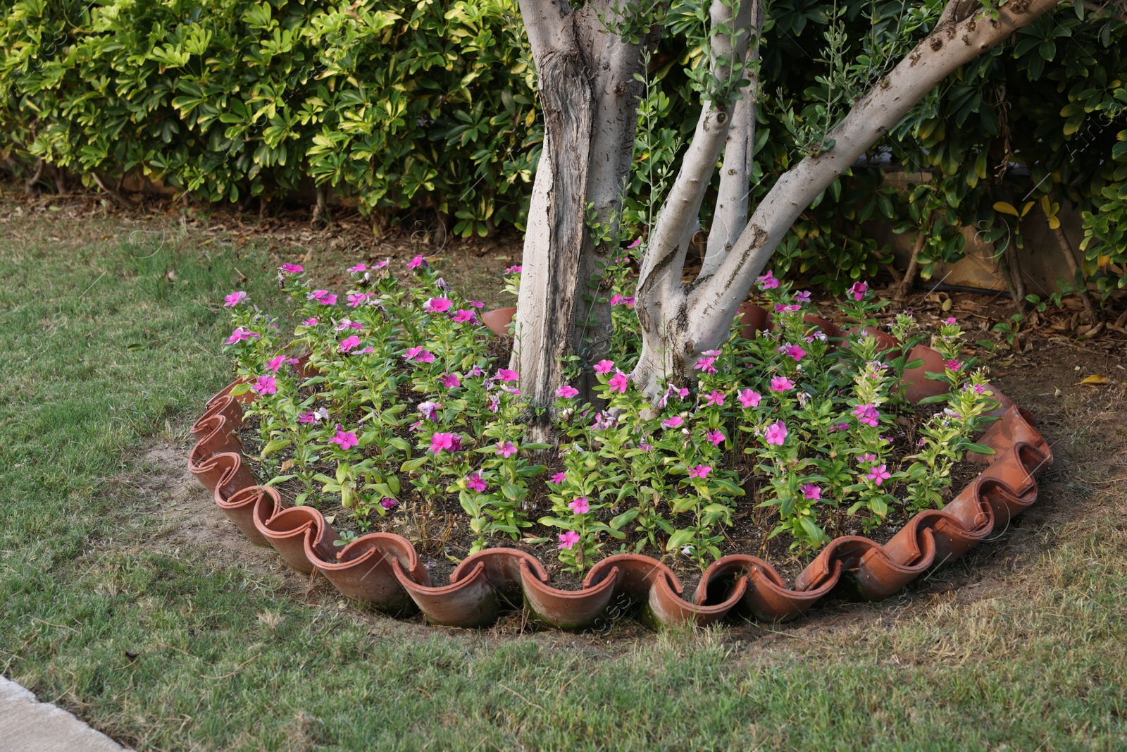 Photo of Beautiful pink flowers growing near tree outdoors