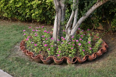 Photo of Beautiful pink flowers growing near tree outdoors