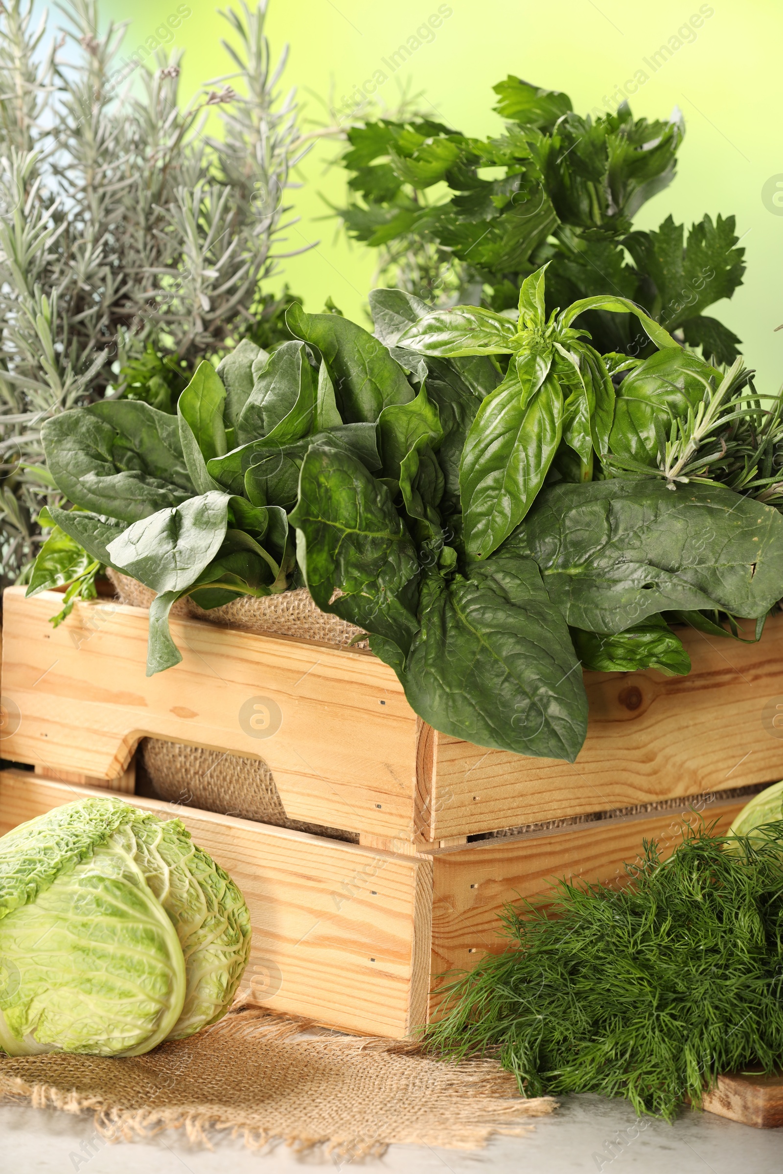 Photo of Different fresh herbs and cabbage on white table, closeup