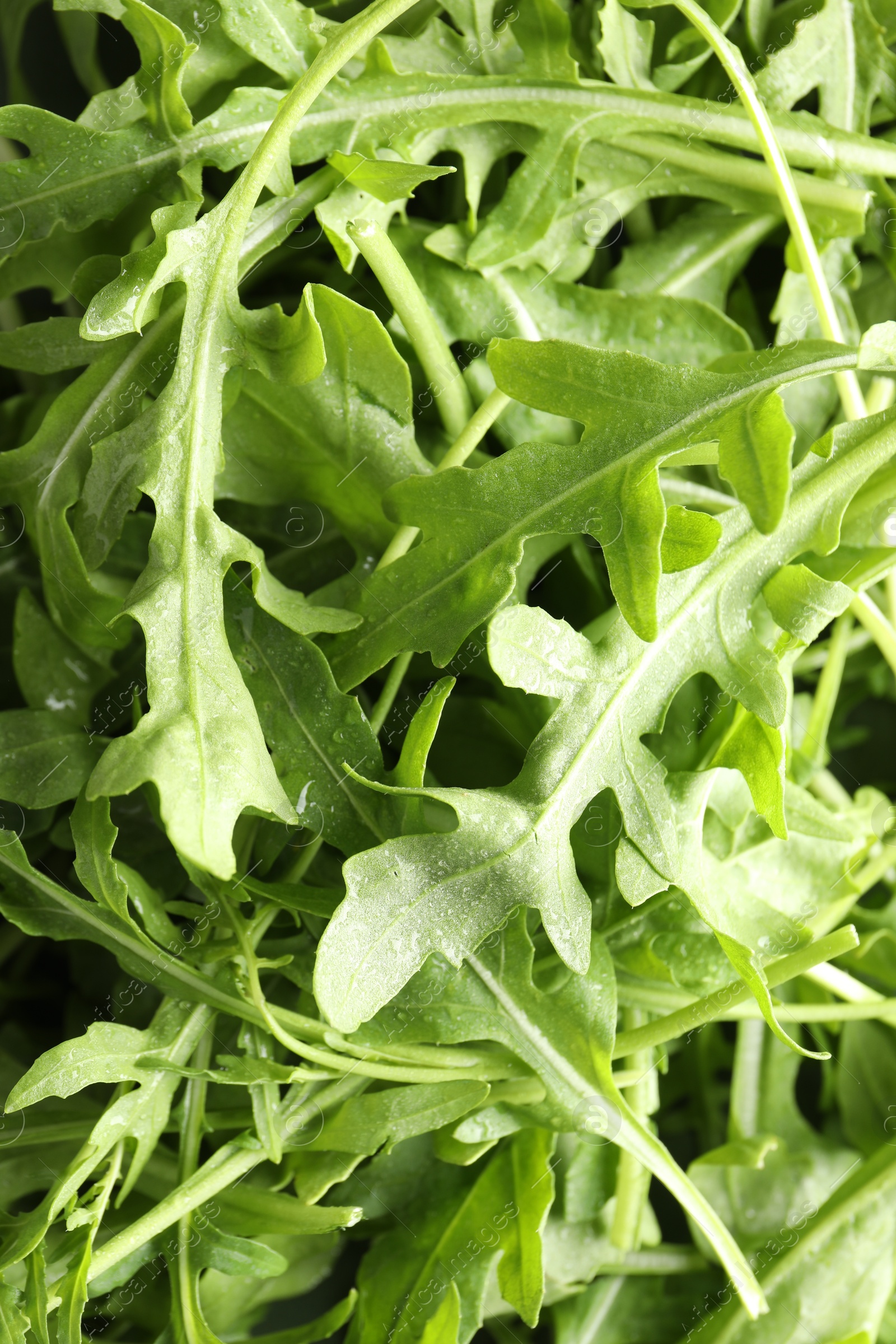 Photo of Many fresh arugula leaves with water drops as background, above view