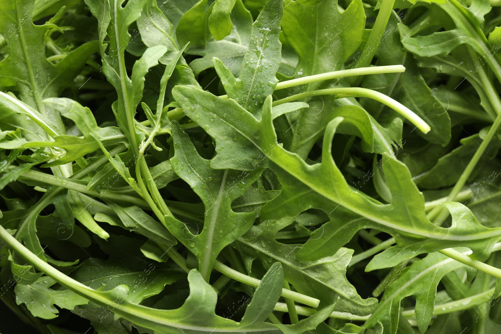 Photo of Many fresh arugula leaves with water drops as background, top view