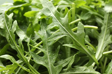 Photo of Many fresh arugula leaves with water drops as background, closeup