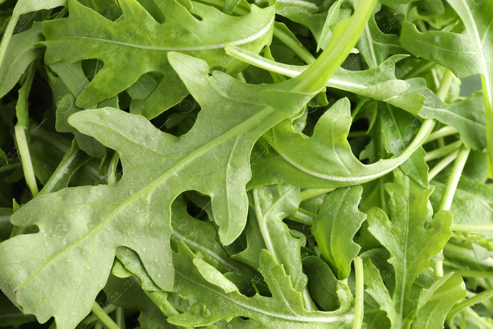 Photo of Many fresh arugula leaves as background, above view