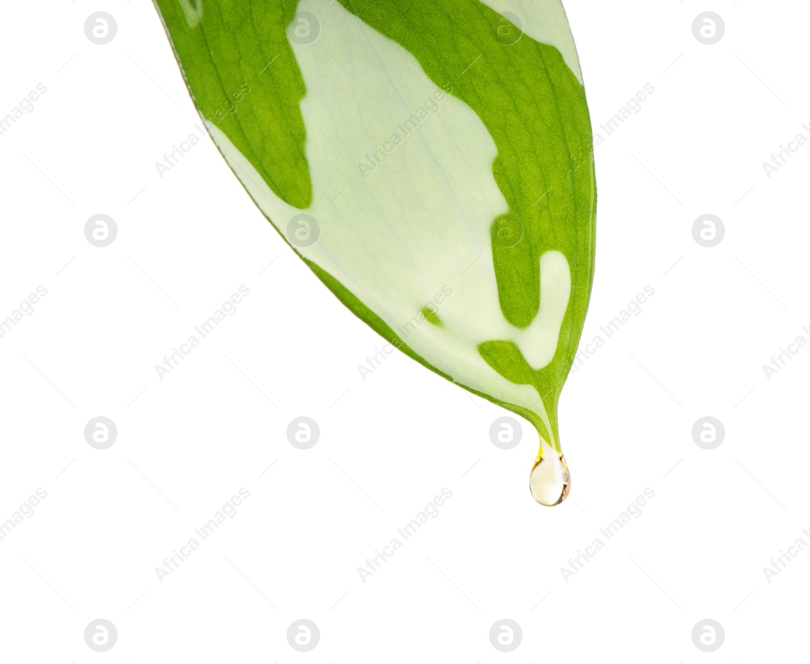 Photo of Essential oil dripping from green leaf against white background