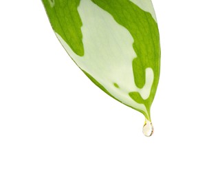 Photo of Essential oil dripping from green leaf against white background