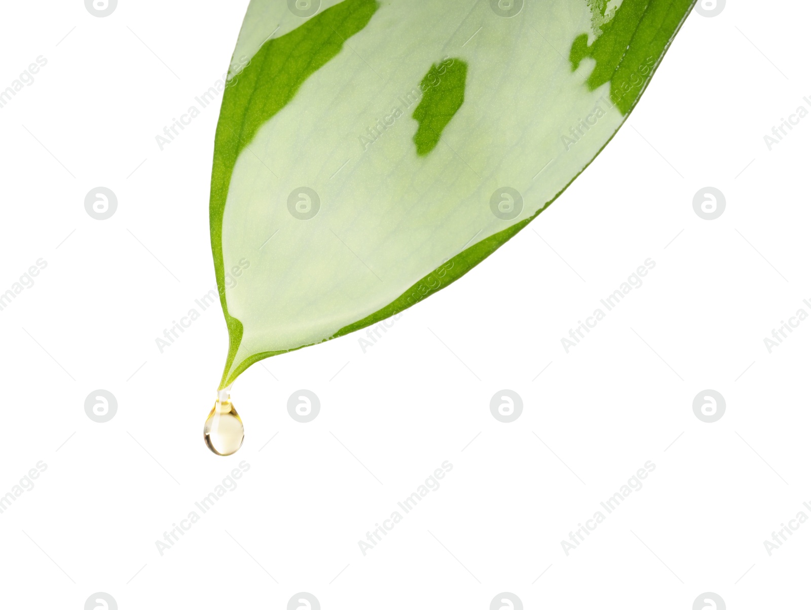 Photo of Essential oil dripping from green leaf against white background