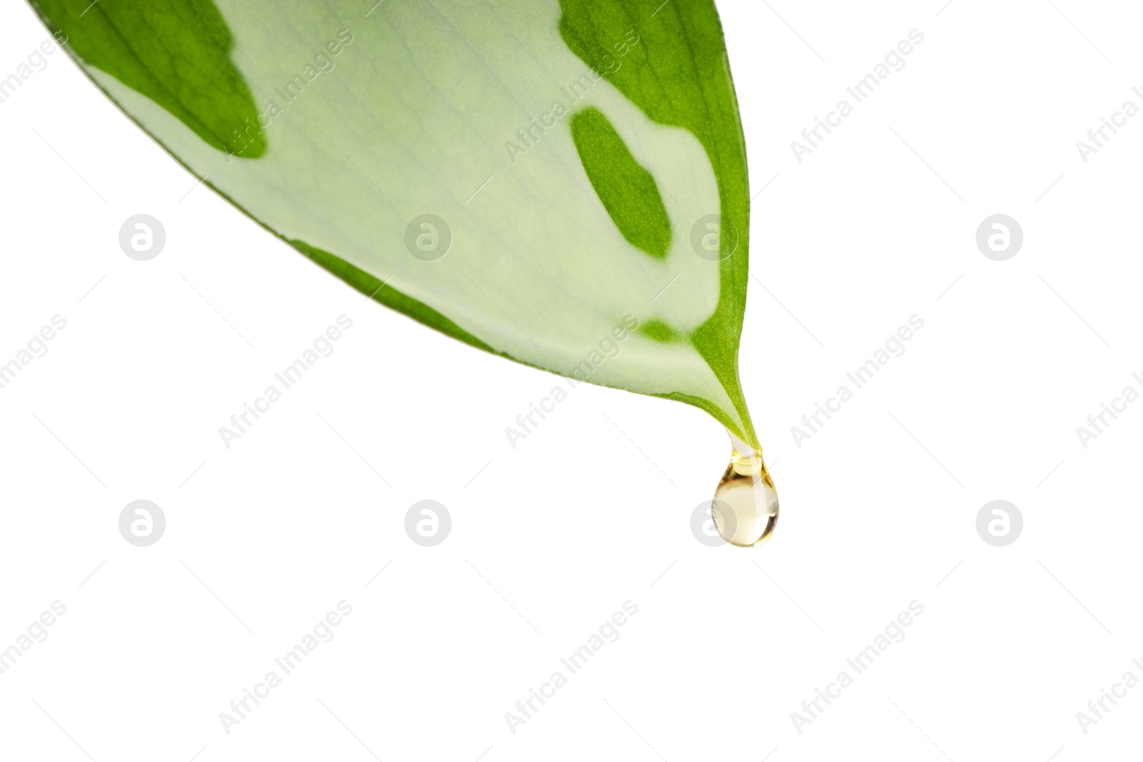 Photo of Essential oil dripping from green leaf against white background