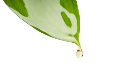 Photo of Essential oil dripping from green leaf against white background