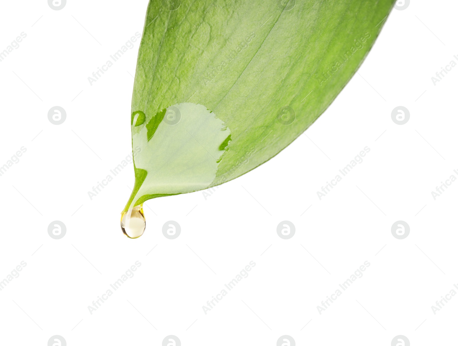 Photo of Essential oil dripping from green leaf against white background