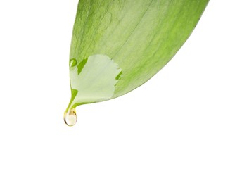 Photo of Essential oil dripping from green leaf against white background