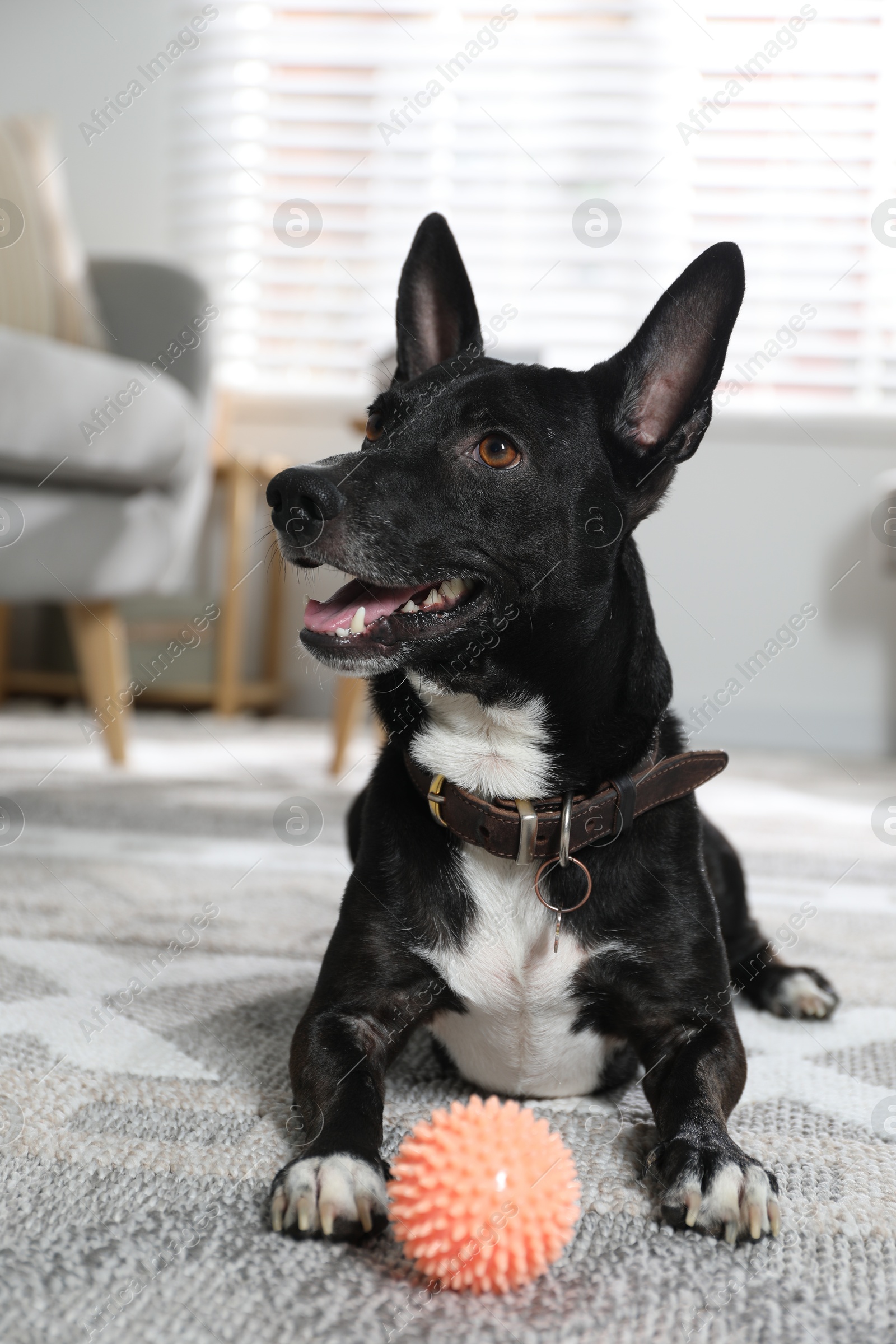 Photo of Adorable black dog with toy at home