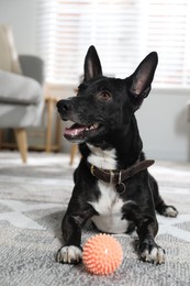 Adorable black dog with toy at home