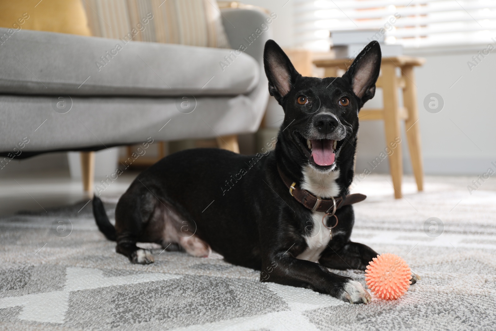 Photo of Adorable black dog with toy at home