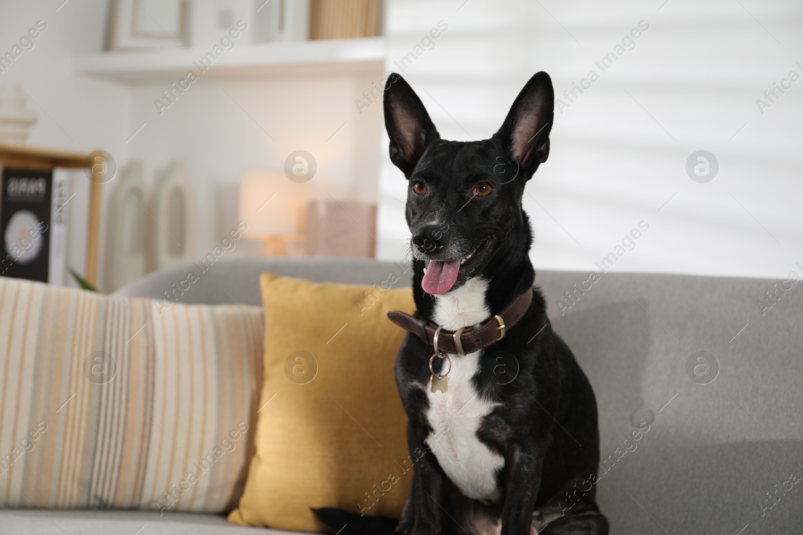 Photo of Adorable black dog on sofa at home