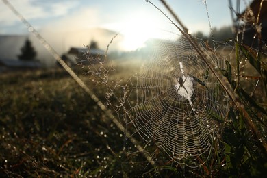 Photo of Cobweb with morning dew drops on plants outdoors, closeup