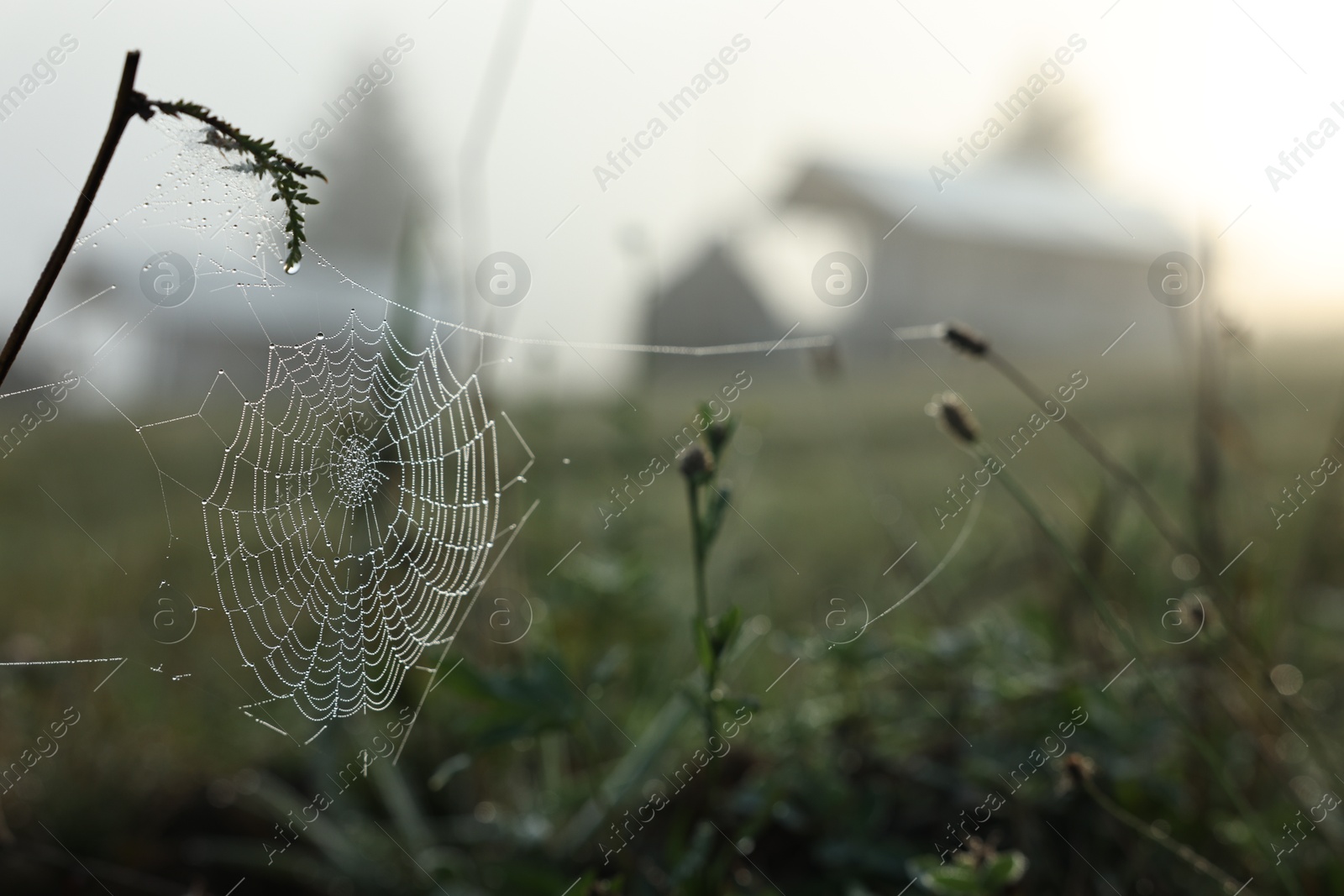 Photo of Cobweb with morning dew drops on plants outdoors, closeup