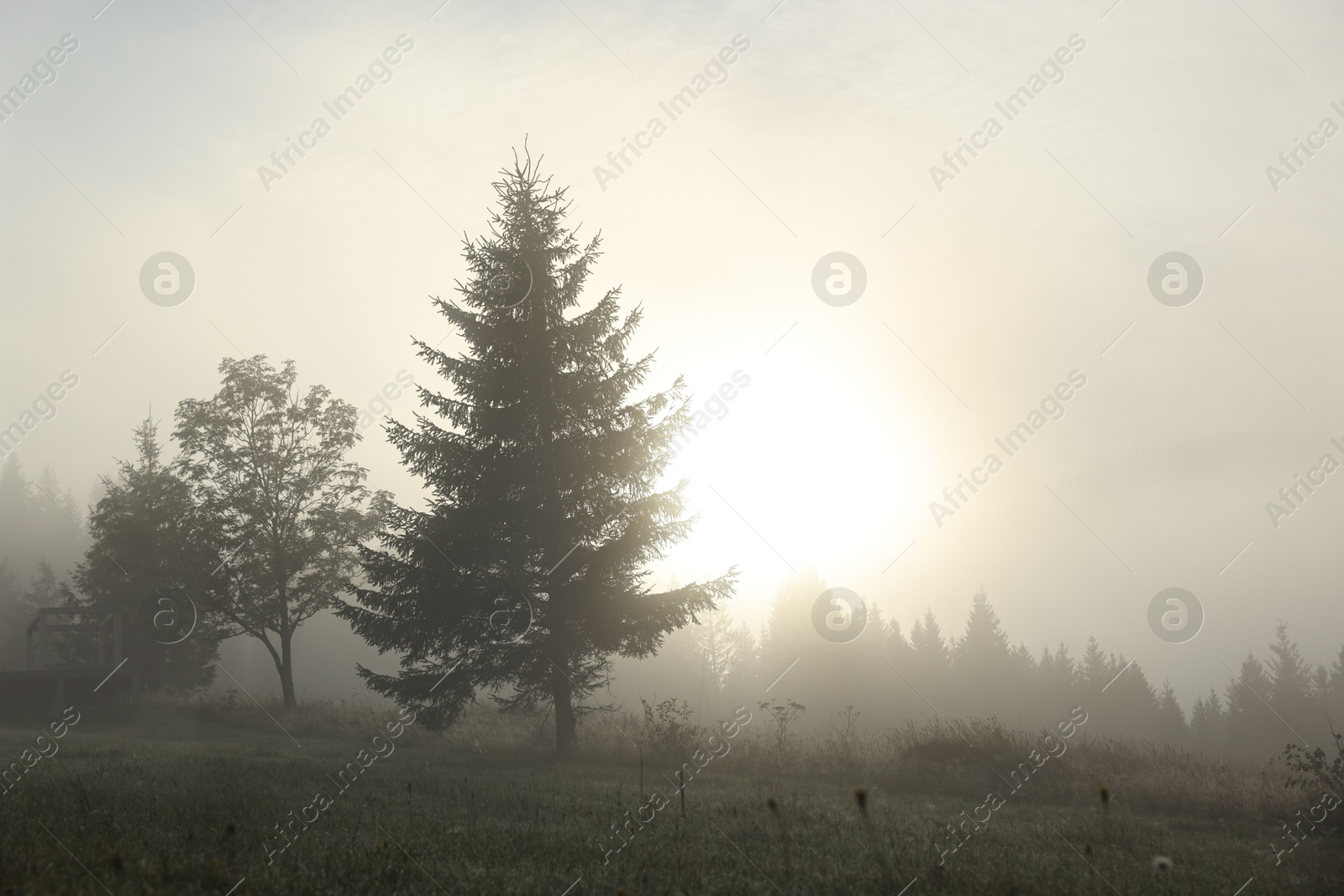 Photo of Beautiful trees covered with fog in morning