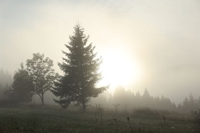 Beautiful trees covered with fog in morning