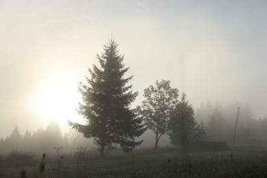 Photo of Beautiful trees covered with fog in morning