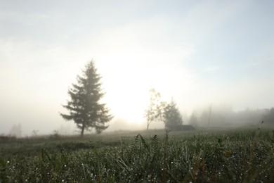 Photo of Green grass with morning dew drops outdoors