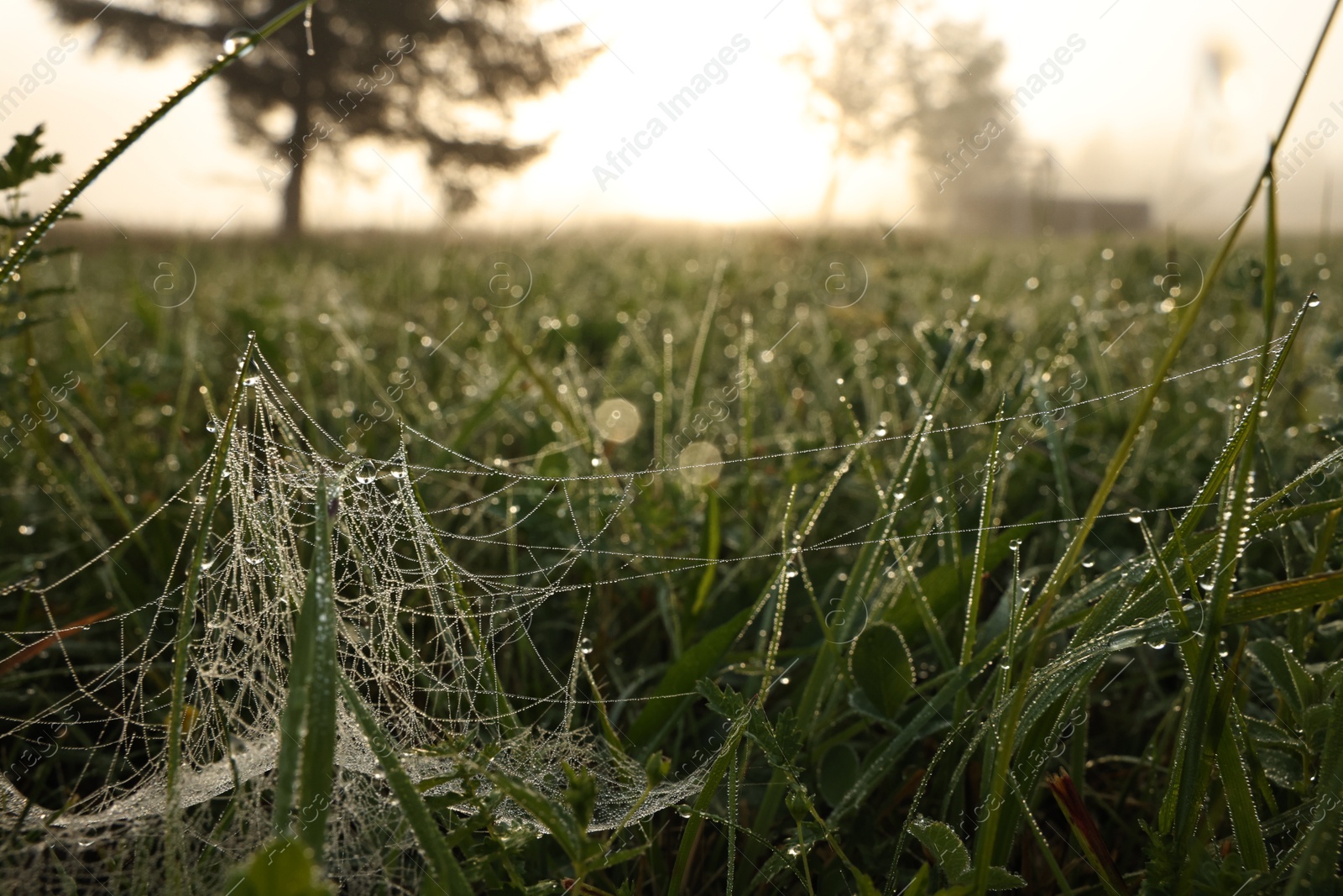 Photo of Green grass with morning dew drops and cobweb outdoors, closeup