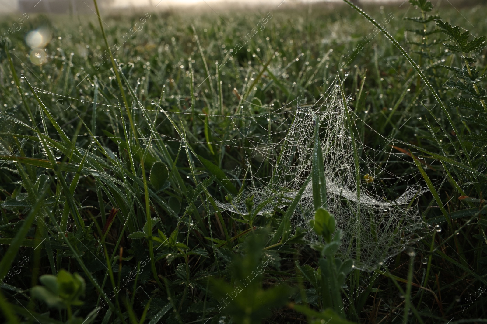 Photo of Green grass with morning dew drops and cobweb outdoors, closeup