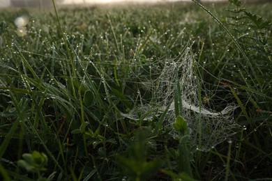 Green grass with morning dew drops and cobweb outdoors, closeup