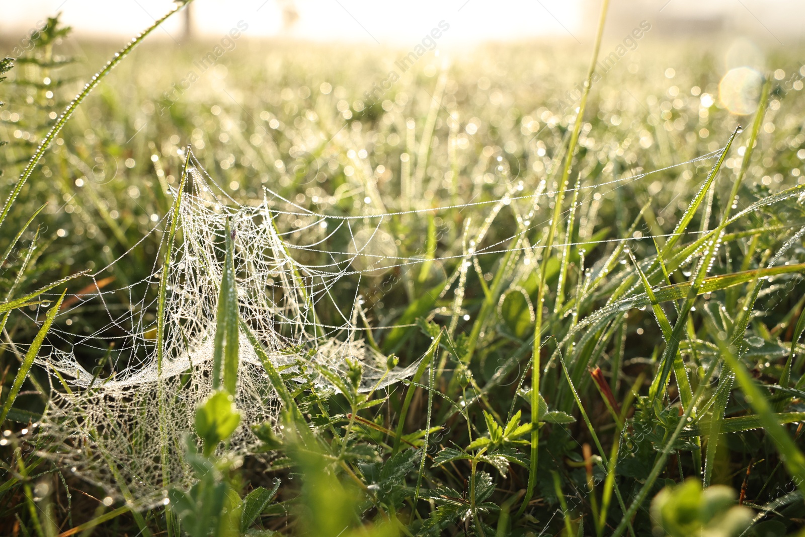 Photo of Green grass with morning dew drops and cobweb outdoors, closeup