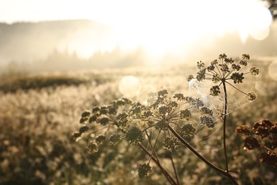 Photo of Beautiful plants with morning dew drops and cobweb outdoors, closeup