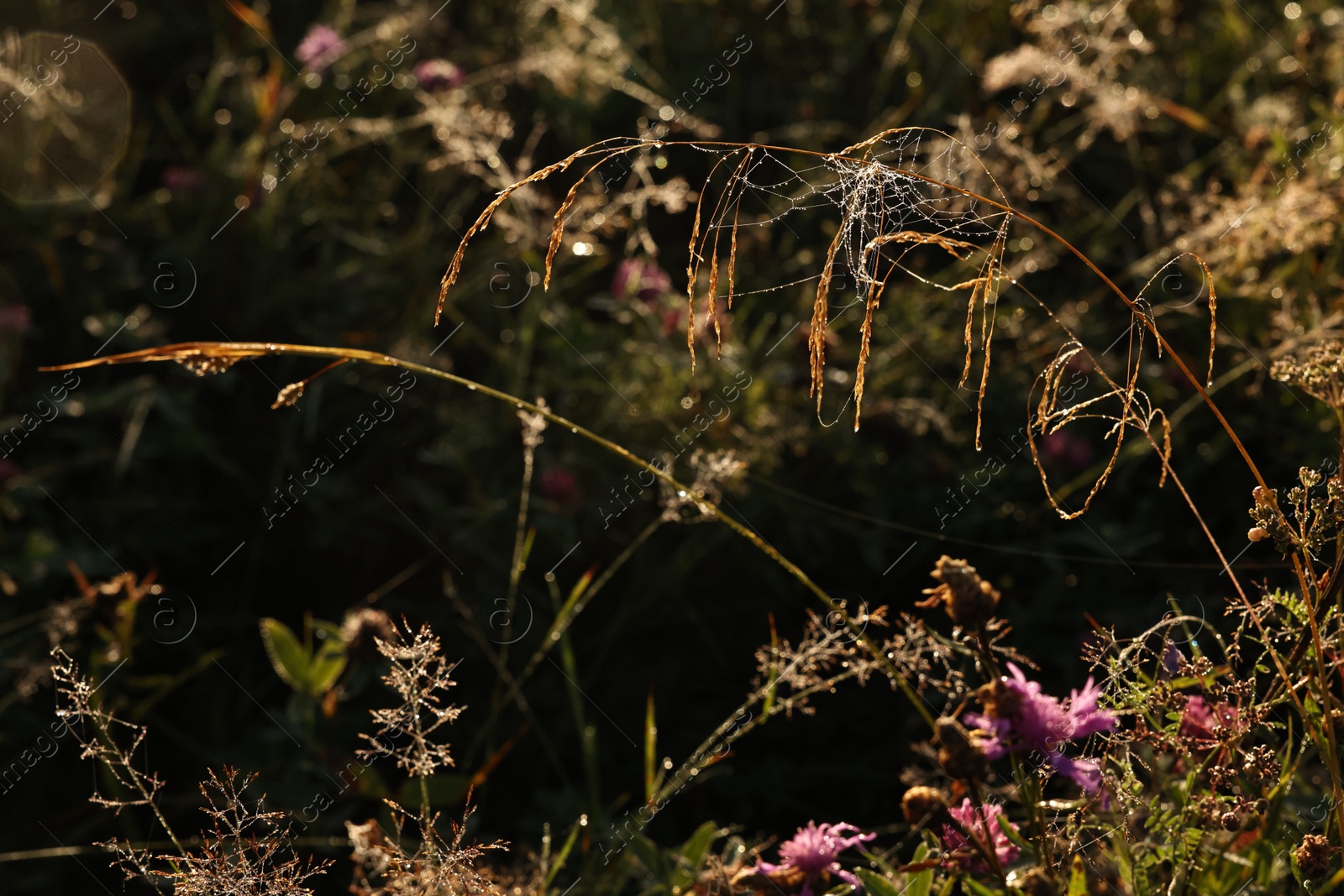 Photo of Beautiful plants with morning dew drops and cobweb outdoors