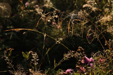 Photo of Beautiful plants with morning dew drops and cobweb outdoors