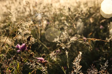 Photo of Beautiful plants with morning dew drops and cobweb outdoors