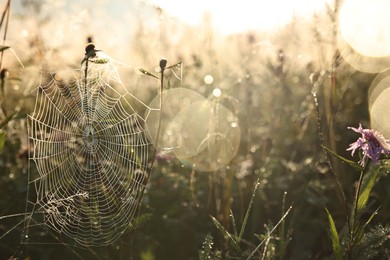 Photo of Cobweb with morning dew drops on plants outdoors