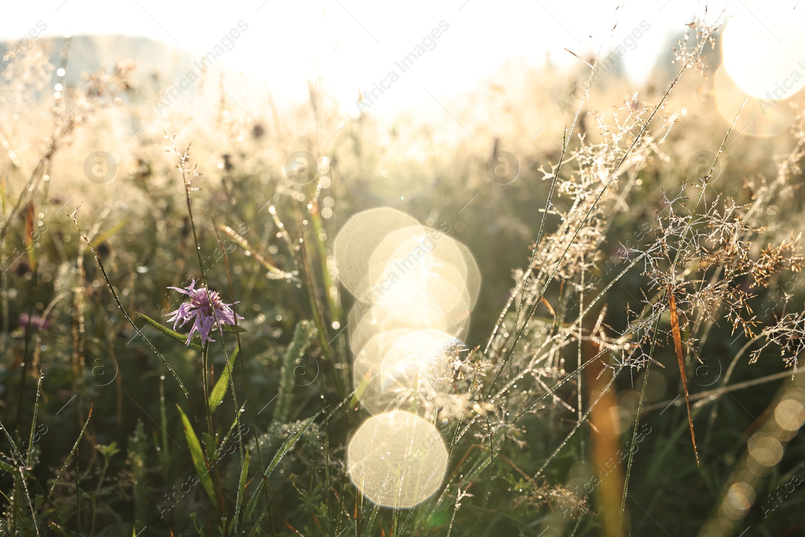 Photo of Beautiful plants with morning dew drops outdoors