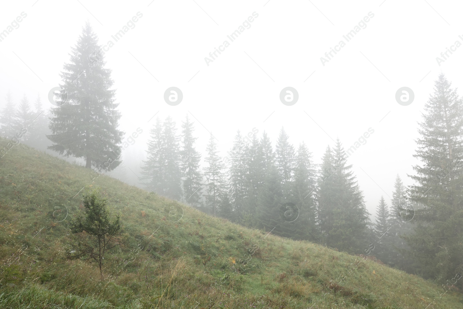 Photo of Beautiful fir trees and fog in mountains