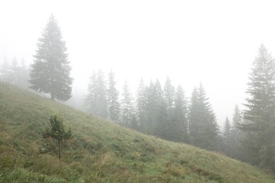 Beautiful fir trees and fog in mountains