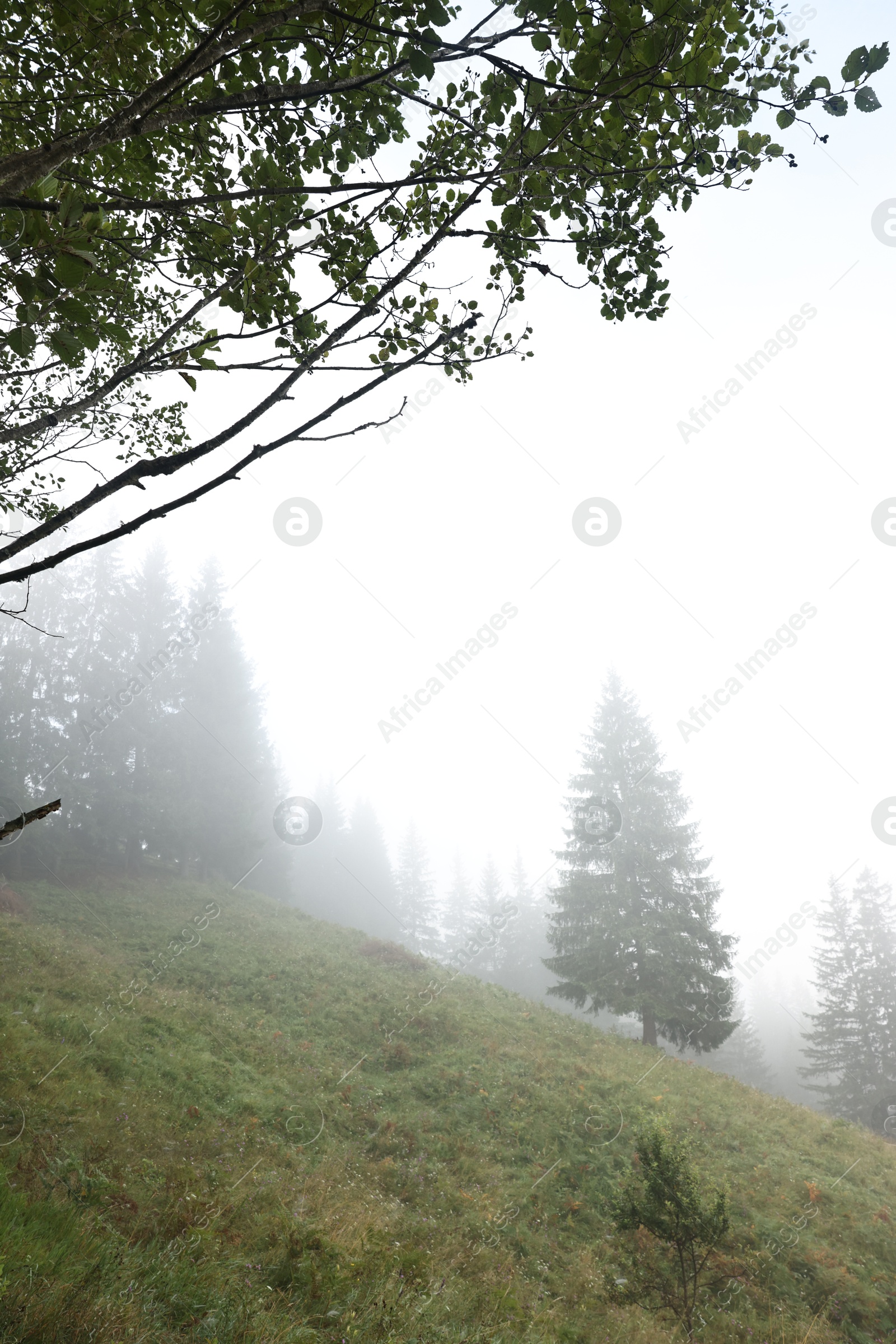 Photo of Beautiful fir trees and fog in mountains