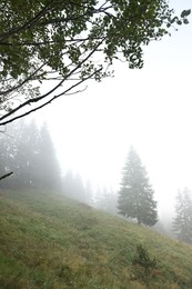 Photo of Beautiful fir trees and fog in mountains