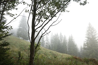 Beautiful fir trees and fog in mountains