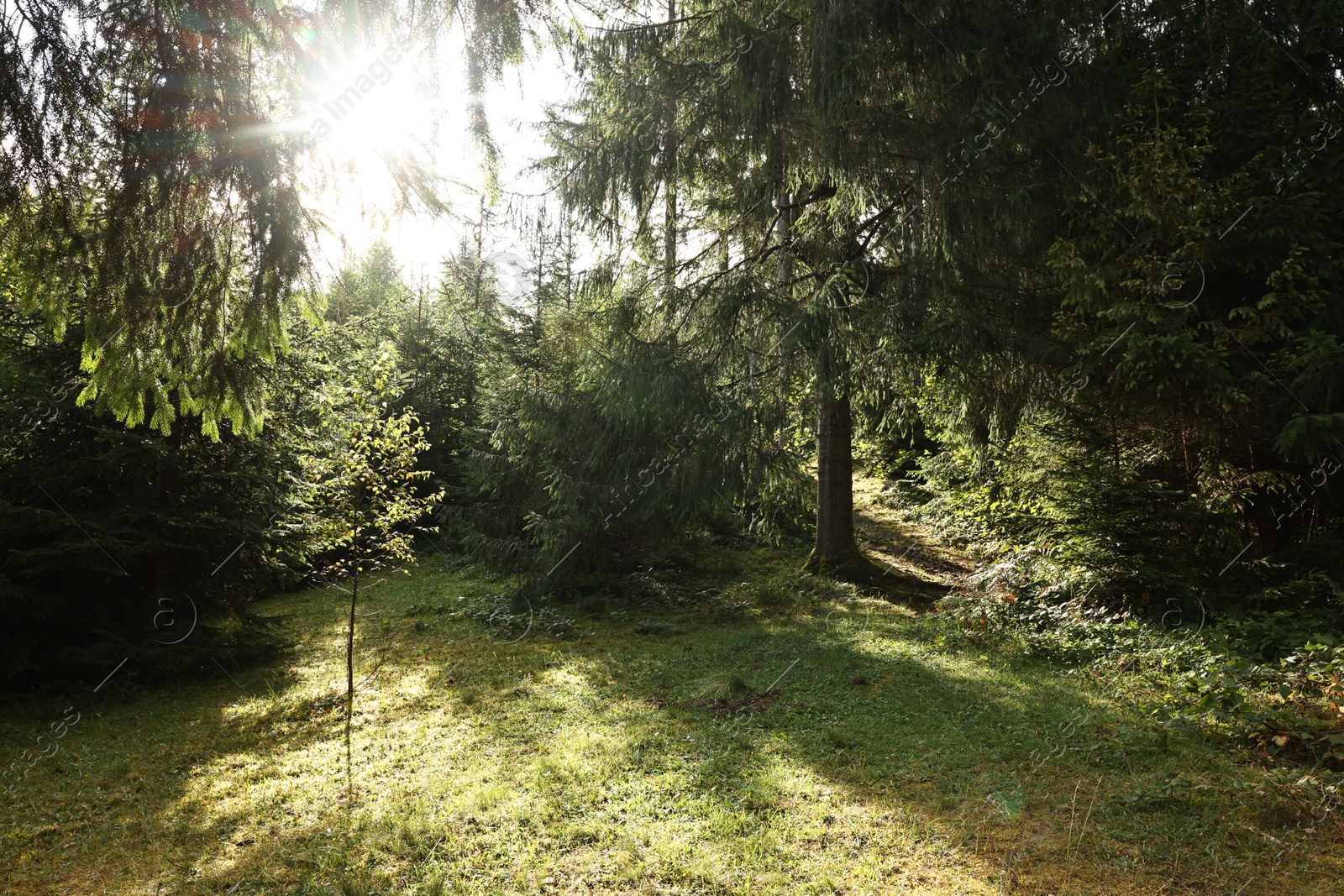 Photo of Beautiful forest with green trees in mountains on sunny day