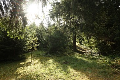 Photo of Beautiful forest with green trees in mountains on sunny day