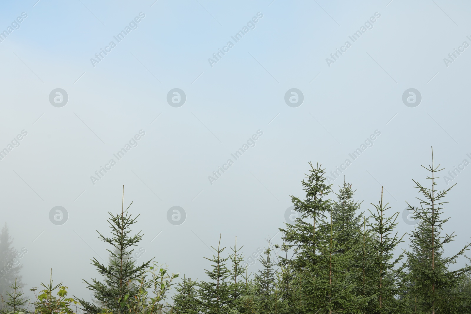 Photo of Beautiful fir trees and fog in mountains